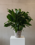 10” Peace Lily