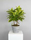 Ficus Altissima Yellow Bush