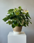 Anthurium White Heart