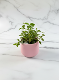 The Pink Planter